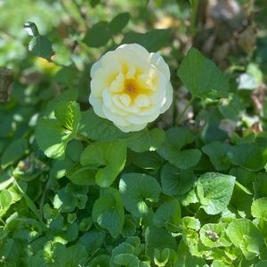 Meet your Posher, Kayleigh